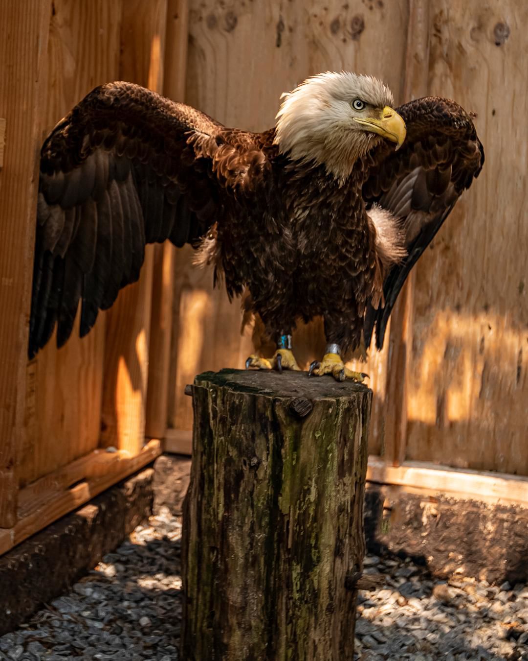eagle on the mend